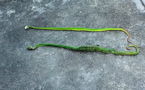 Bắt sống rắn lục đuôi đỏ bò vào nhà dân ở Sài Gòn