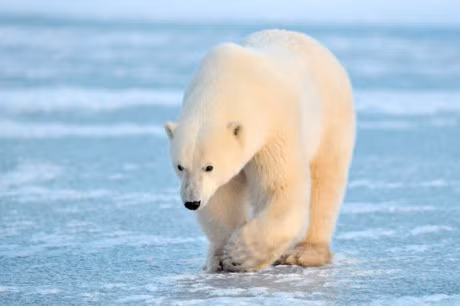 Top 10 loai gau khong lo nhat the gioi - Anh 1