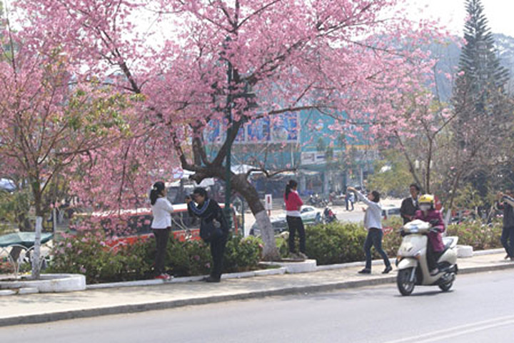 Đà Lạt hủy lễ hội hoa mai anh đào vì...hoa không nở