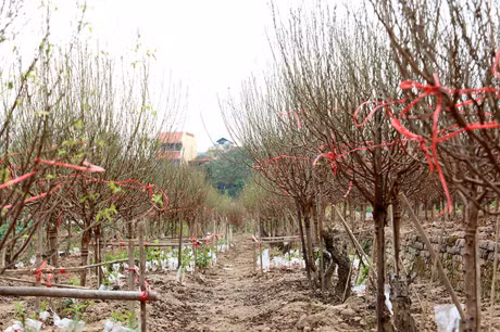 Quat mat mua, dao cho… thoi tiet - Anh 8