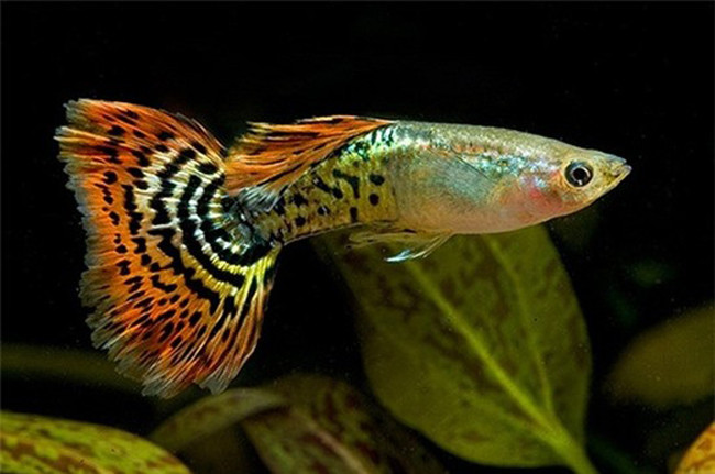 Những sát thủ săn mồi nguy hiểm nhất thế giới ảnh 11 Những sát thủ săn mồi nguy hiểm nhất thế giới ảnh 11