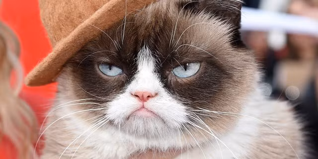 Gặp gỡ những chú mèo làm điên đảo cư dân mạng