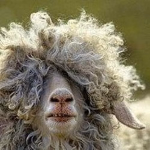 Nhung bo toc quai di trong the gioi dong vat-Hinh-7