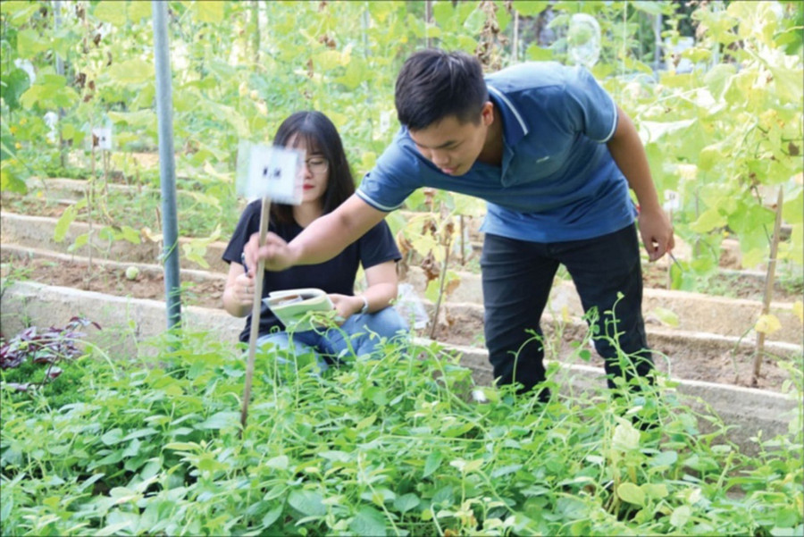 Sinh viên Đại học Huế nghiên cứu ứng dụng khoa học công nghệ cho cây xanh. Ảnh: INT