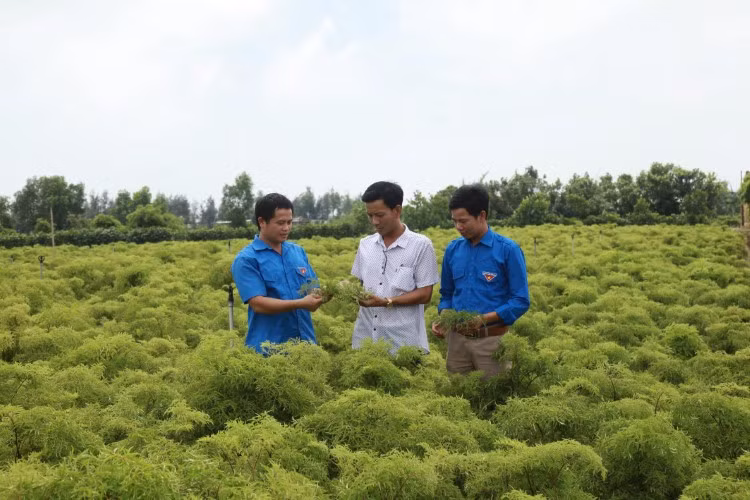 Phát triển nghề trồng cây dược liệu theo hướng nông nghiệp hiện đại cho thu nhập cao tại xã Hải Đông, Hải Hậu, Nam Định.