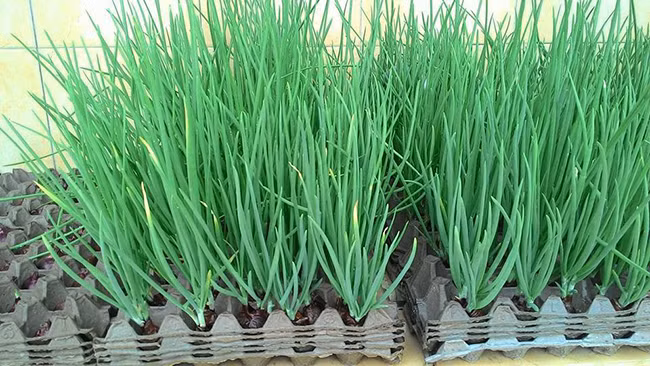 Mẹo trồng hành lá cực nhanh mà nhàn không cần đất, tha hồ hái mỏi tay