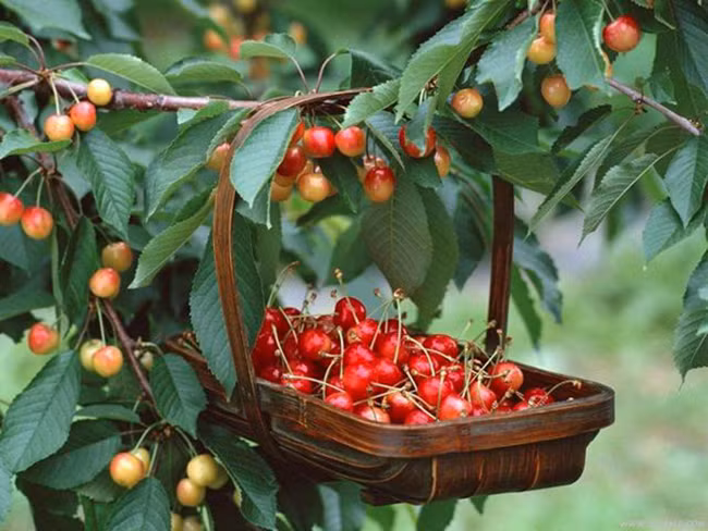 Học cách trồng cherry sai trĩu tại nhà, thu hoạch cả trăm quả ăn mãi chẳng hết