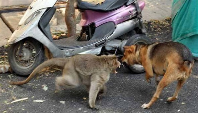 Cảm động hình ảnh khỉ mẹ chăm sóc chó con như con đẻ ảnh 3 Cảm động hình ảnh khỉ mẹ chăm sóc chó con như con đẻ