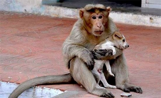 Cảm động hình ảnh khỉ mẹ chăm sóc chó con như con đẻ ảnh 4 Mô tả ảnh.