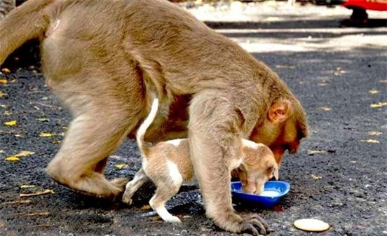 Cảm động hình ảnh khỉ mẹ chăm sóc chó con như con đẻ ảnh 7 Cảm động hình ảnh khỉ mẹ chăm sóc chó con như con đẻ