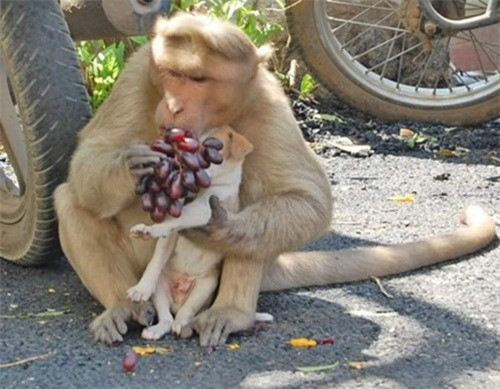 Cảm động hình ảnh khỉ mẹ chăm sóc chó con như con đẻ ảnh 8 Mô tả ảnh.