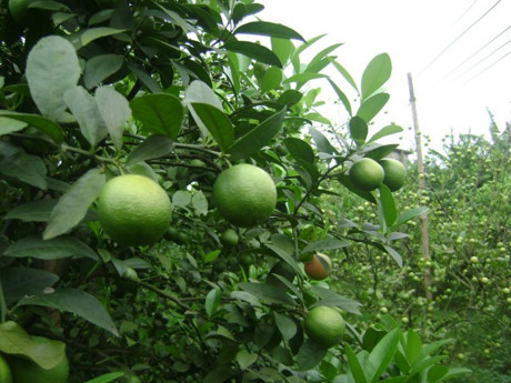 Những tác dụng kỳ diệu của chanh đào ít người biết đến - Ảnh 6 Nhung tac dung ky dieu cua chanh dao it nguoi biet den - Anh 6