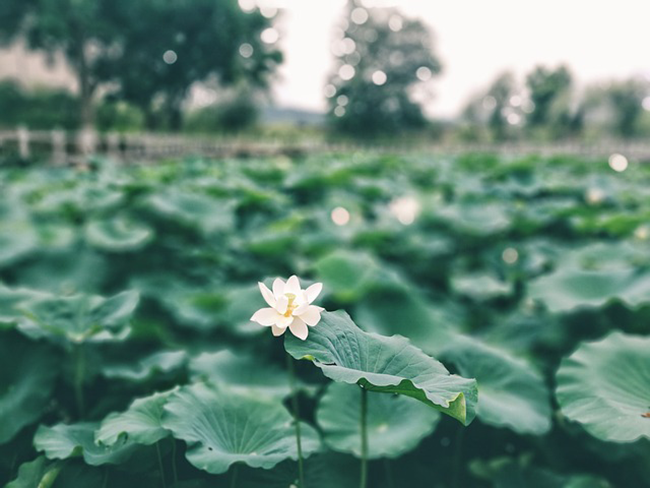 Lùi một bước biển rộng trời cao, nhẫn một chút sóng yên gió lặng, nhịn một chút là bình yên ảnh 2