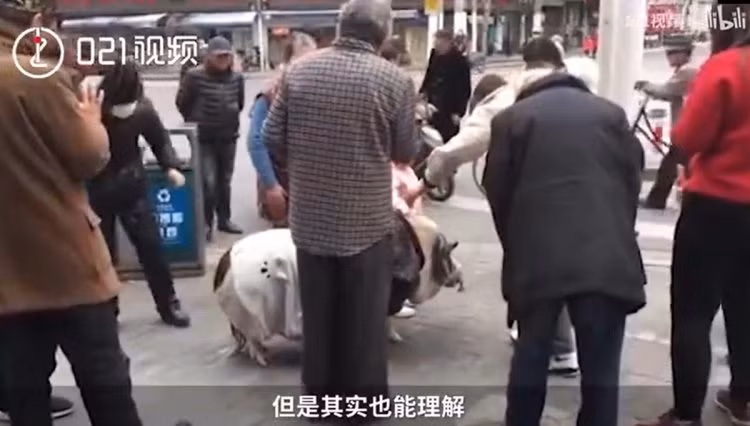 Chú lợn cưng của Zhang Li thu hút sự chú ý của nhiều người khi đi dạo phố.