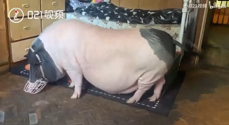 Cô gái trẻ cùng con vật cưng nặng 150kg của mình.