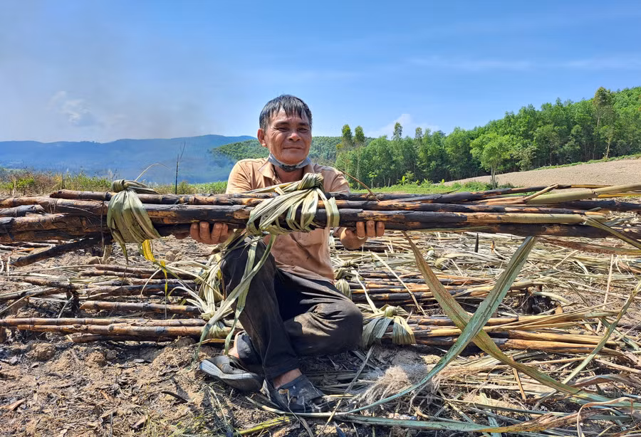 Ông Lê Đình Chơn ngồi bệt trên rẫy mía đã cháy đen kịt.
