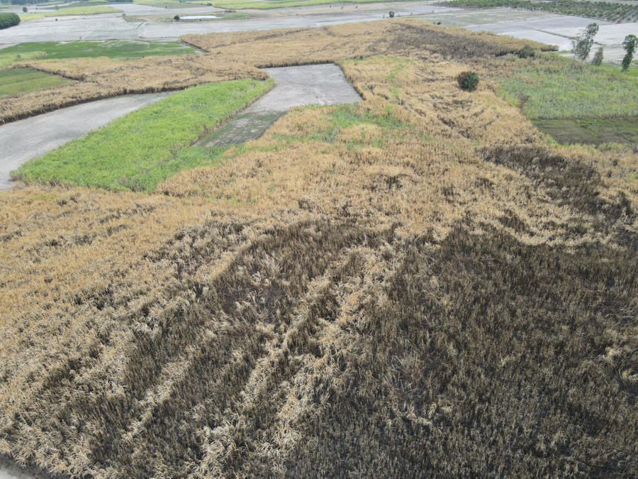 Hàng trăm ha mía bị cháy rụi.