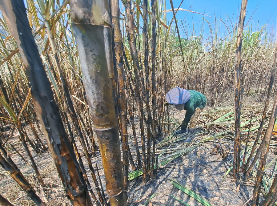 Nhằm gỡ gạc lại chút vốn liếng người dân chặt mía để bán tháo.