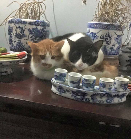 Những chú mèo thích trèo bàn thờ “buôn hoa quả“ ảnh 6 nhung chu meo thich treo ban tho