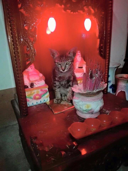 Những chú mèo thích trèo bàn thờ “buôn hoa quả“ ảnh 14 nhung chu meo thich treo ban tho