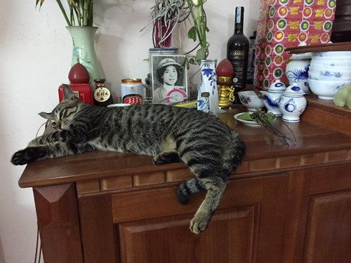 Những chú mèo thích trèo bàn thờ “buôn hoa quả“ ảnh 13 nhung chu meo thich treo ban tho