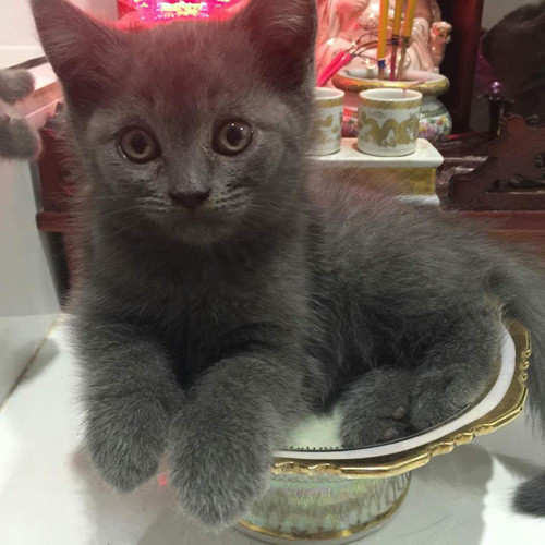 Những chú mèo thích trèo bàn thờ “buôn hoa quả“ ảnh 12 nhung chu meo thich treo ban tho