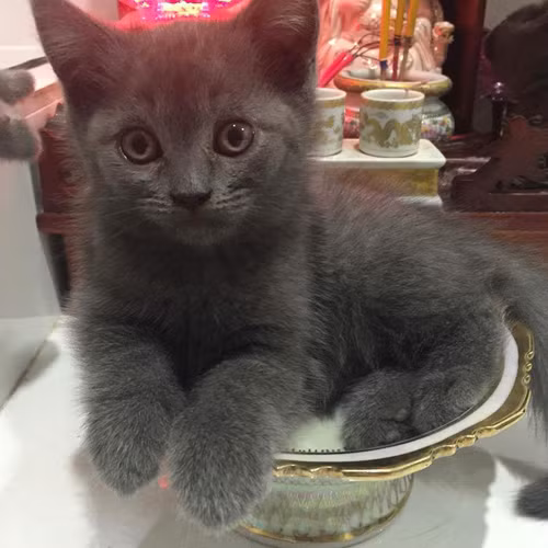 nhung chu meo thich treo ban tho 