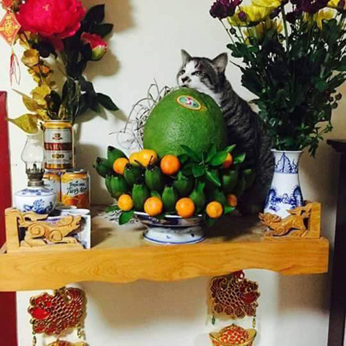 Những chú mèo thích trèo bàn thờ “buôn hoa quả“ ảnh 3 nhung chu meo thich treo ban tho