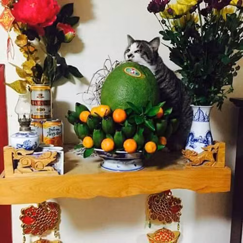 nhung chu meo thich treo ban tho 