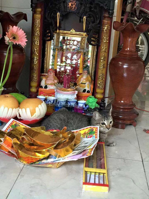 Những chú mèo thích trèo bàn thờ “buôn hoa quả“ ảnh 9 nhung chu meo thich treo ban tho