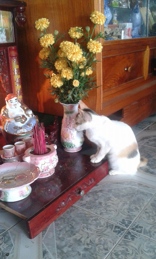 Những chú mèo thích trèo bàn thờ “buôn hoa quả“ ảnh 8 nhung chu meo thich treo ban tho