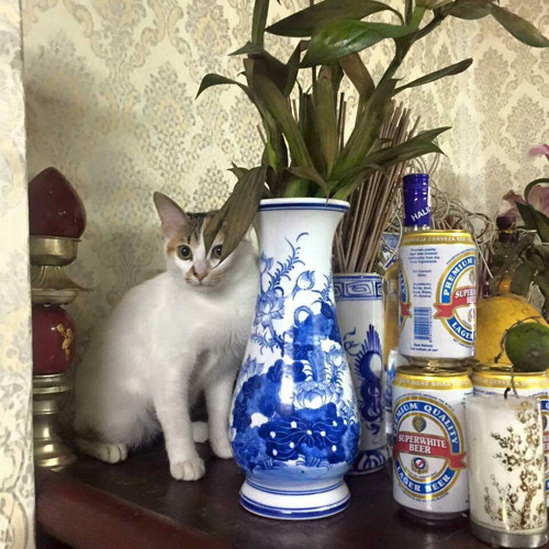 Những chú mèo thích trèo bàn thờ “buôn hoa quả“ ảnh 5 nhung chu meo thich treo ban tho