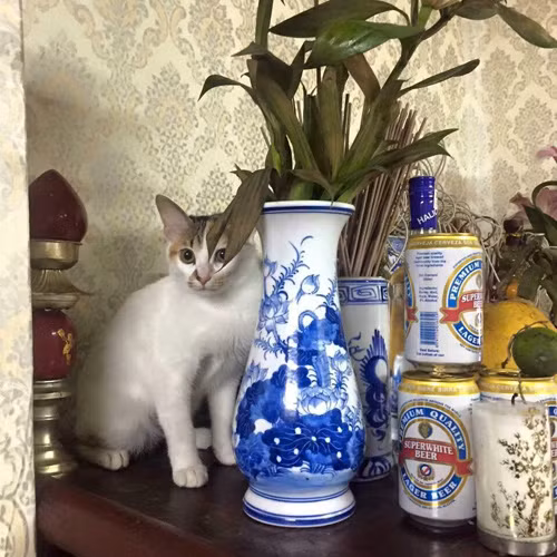 nhung chu meo thich treo ban tho 