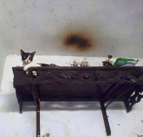 Những chú mèo thích trèo bàn thờ “buôn hoa quả“ ảnh 15 nhung chu meo thich treo ban tho