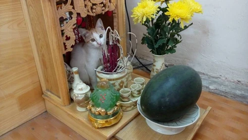 Những chú mèo thích trèo bàn thờ “buôn hoa quả“