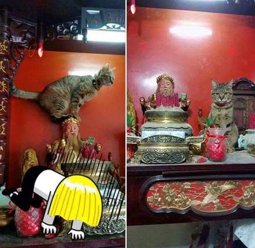 Những chú mèo thích trèo bàn thờ “buôn hoa quả“ ảnh 11 nhung chu meo thich treo ban tho
