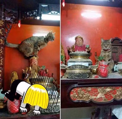 nhung chu meo thich treo ban tho 