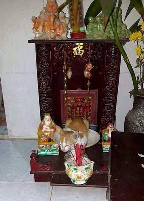 Những chú mèo thích trèo bàn thờ “buôn hoa quả“ ảnh 2 nhung chu meo thich treo ban tho