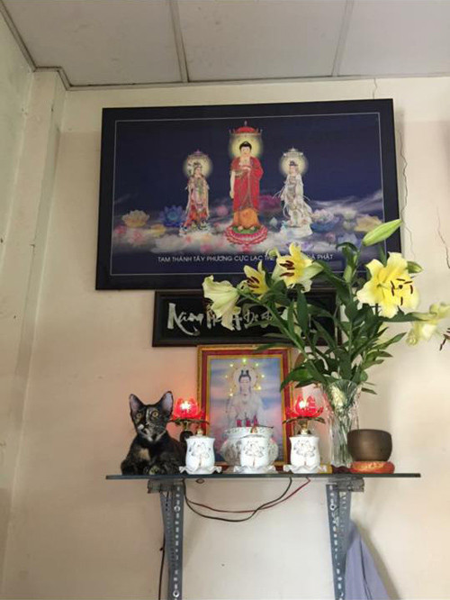 Những chú mèo thích trèo bàn thờ “buôn hoa quả“ ảnh 10 nhung chu meo thich treo ban tho