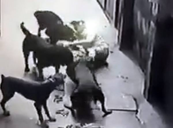 Hình ảnh 4 con chó dữ cắn xe chủ nhân cắt từ clip.