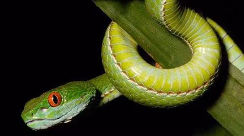 Cận cảnh loại rắn có đôi mắt màu hồng được phát hiện tại Việt Nam ảnh 2