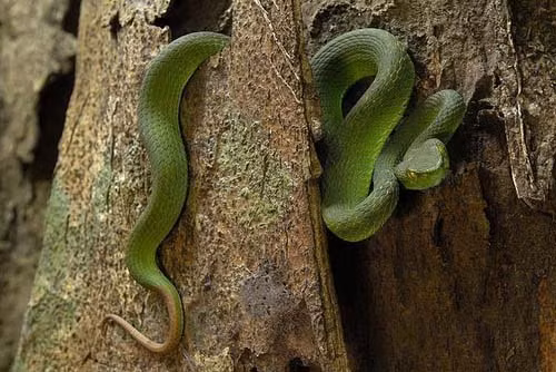 Ảnh: Jeremy Holden/National Geographic