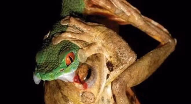 Cận cảnh loại rắn có đôi mắt màu hồng được phát hiện tại Việt Nam