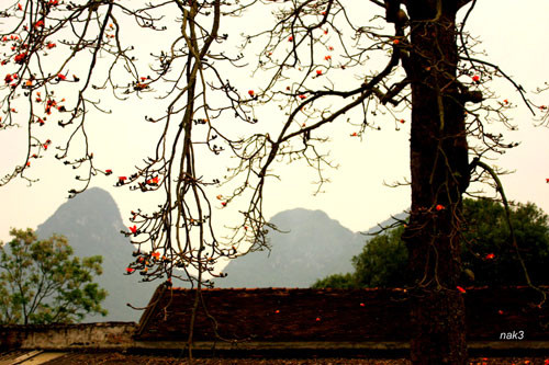 Yêu lắm mùa hoa Gạo tháng Ba ảnh 6