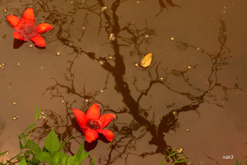 Yêu lắm mùa hoa Gạo tháng Ba ảnh 2