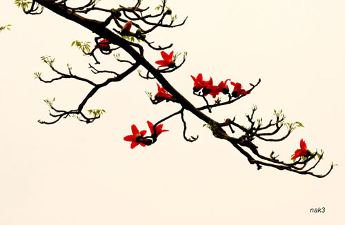 Yêu lắm mùa hoa Gạo tháng Ba ảnh 7