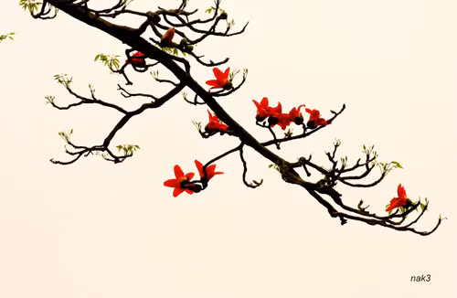 Yêu lắm mùa hoa Gạo tháng Ba ảnh 7