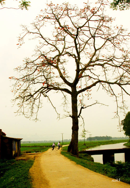 Yêu lắm mùa hoa Gạo tháng Ba ảnh 4