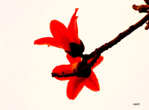 Yêu lắm mùa hoa Gạo tháng Ba ảnh 10