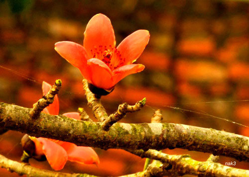 Yêu lắm mùa hoa Gạo tháng Ba ảnh 8